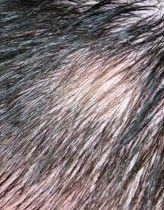 Результати Plinest Hair  фото после #2